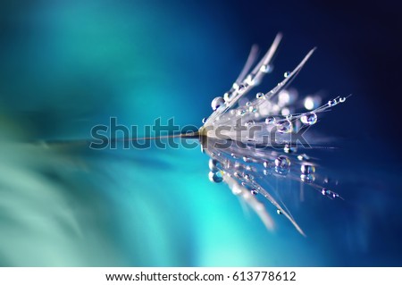 Dandelion flower in droplets of water dew on a blue colored background with a mirror reflection of a macro. beauty of nature bright abstract artistic image 