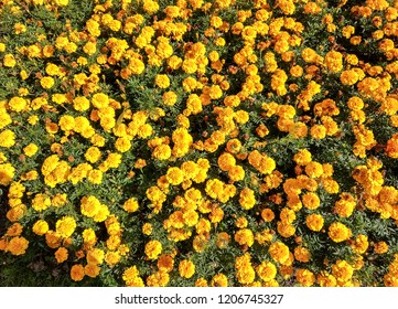 Dandelion Flower Field Top View Background