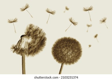 Dandelion flower and flying seeds .