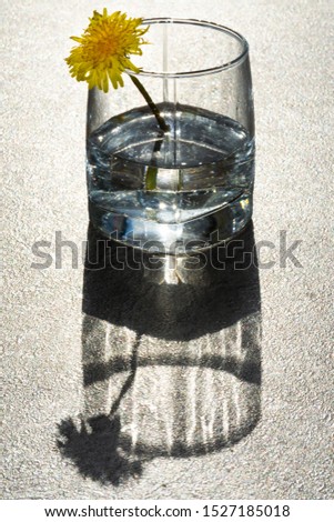 Dandelion flower in a glass of water