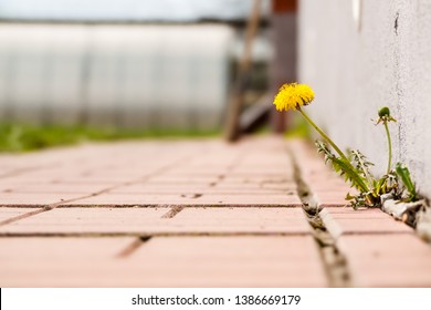 Dandelion With Flower Growing In A Crack Sidewalks