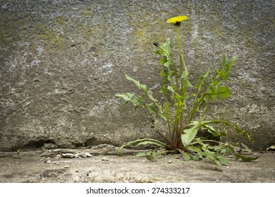 Dandelion Flower Growing Crack Sidewalks Stock Photo 274333217 ...