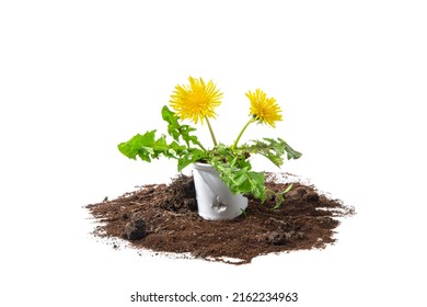 A Dandelion Flower Growing Out Of A Used Coffee Machine Pod Representing The Renewal, Environment, Sustainability And Recycling 