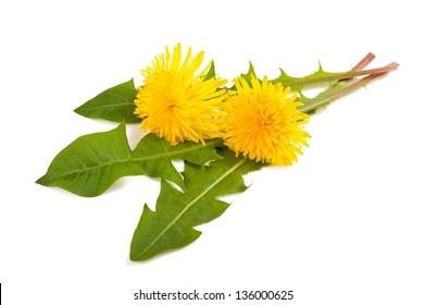 Dandelion With Flower Isolated On White