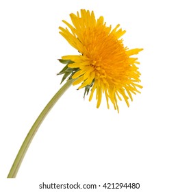 Dandelion Flower Isolated On White Background Cutout