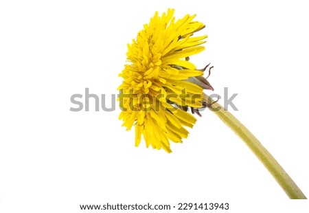 dandelion flower isolated on white background