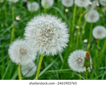 Dandelion flower in the meadow on a background of green grass. Dandelion seed head, close-up. - Powered by Shutterstock