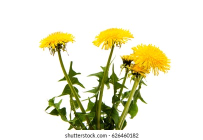 Dandelion Flower On White Background Stock Photo 626460182 