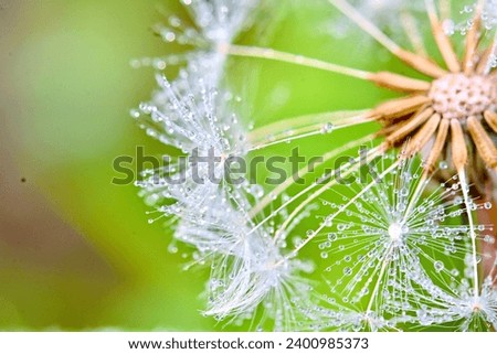 dandelion
Flower
Seed
dew
dewdrop