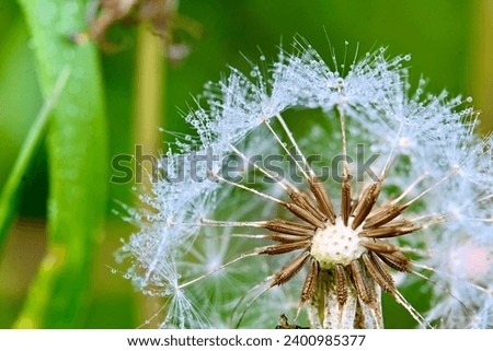 dandelion
Flower
Seed
dew
dewdrop