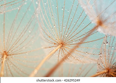 flor de dente-de-leão com gotas de água
