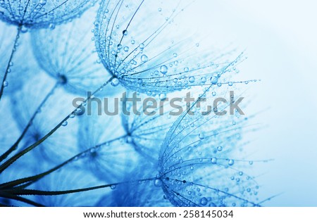  dandelion flower with water drops
