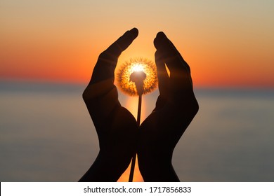 dandelion flower in young woman's hands at sunset or sunrise light, sea water landscape, spiritual, meditation, soul, harmony concept