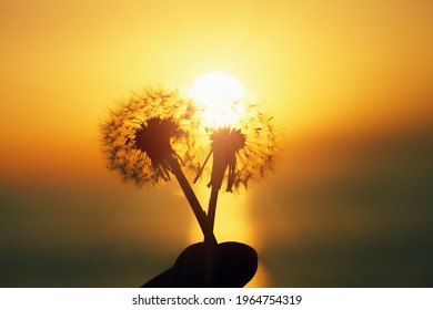 Dandelion Flower In Young Woman's Hands At Sunset Or Sunrise Light, Spiritual, Love, Meditation, Soul And Harmony Concept