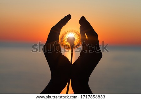 dandelion flower in young woman's hands at sunset or sunrise light, sea water landscape, spiritual, meditation, soul, harmony concept