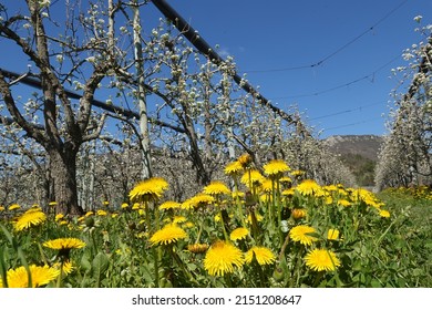 dandelion flowers in a blooming orchard in eerly spring