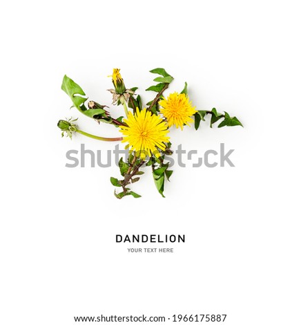 Bee on yellow dandelion flower collecting nectar. Insects gathering pollen.