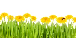 Dandelion Flowers With Grass Isolated On White