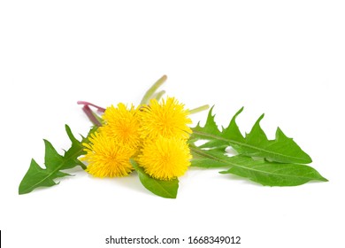 192,000 Dandelion on white background Images, Stock Photos & Vectors ...