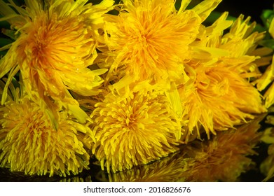 Dandelion Flowers. Native Americans Used The Plant For Food And Medicine. Dandelions Were Introduced To North America By The Mayflower For Their Medicinal Properties