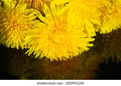 Dandelion Flowers. Native Americans Used The Plant For Food And Medicine. Dandelions Were Introduced To North America By The Mayflower For Their Medicinal Properties