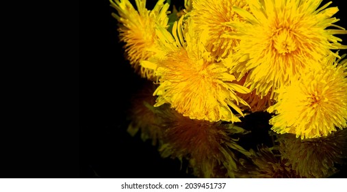 Dandelion Flowers. Native Americans Used The Plant For Food And Medicine. Dandelions Were Introduced To North America By The Mayflower For Their Medicinal Properties