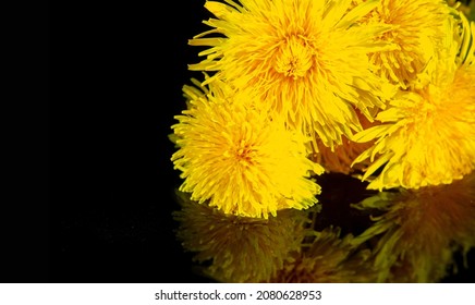 Dandelion Flowers. Native Americans Used The Plant For Food And Medicine. Dandelions Were Introduced To North America By The Mayflower For Their Medicinal Properties