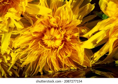 Dandelion Flowers. Native Americans Used The Plant For Food And Medicine. Dandelions Were Introduced To North America By The Mayflower For Their Medicinal Properties