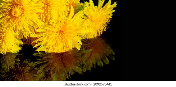 Dandelion Flowers. Native Americans Used The Plant For Food And Medicine. Dandelions Were Introduced To North America By The Mayflower For Their Medicinal Properties