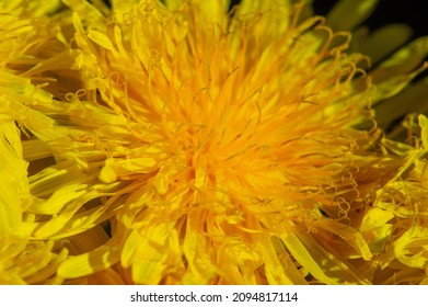 Dandelion Flowers. Native Americans Used The Plant For Food And Medicine. Dandelions Were Introduced To North America By The Mayflower For Their Medicinal Properties