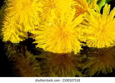 Dandelion Flowers. Native Americans Used The Plant For Food And Medicine. Dandelions Were Introduced To North America By The Mayflower For Their Medicinal Properties