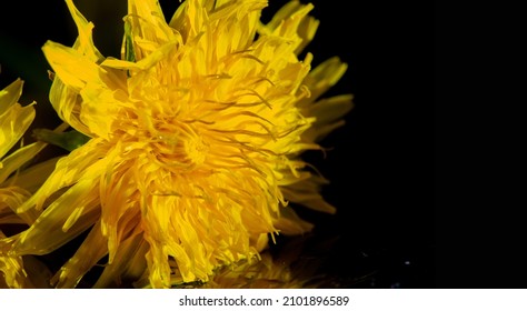 Dandelion Flowers. Native Americans Used The Plant For Food And Medicine. Dandelions Were Introduced To North America By The Mayflower For Their Medicinal Properties