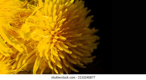 Dandelion Flowers. Native Americans Used The Plant For Food And Medicine. Dandelions Were Introduced To North America By The Mayflower For Their Medicinal Properties