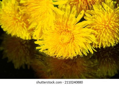 Dandelion Flowers. Native Americans Used The Plant For Food And Medicine. Dandelions Were Introduced To North America By The Mayflower For Their Medicinal Properties