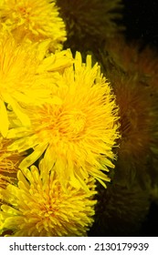 Dandelion Flowers. Native Americans Used The Plant For Food And Medicine. Dandelions Were Introduced To North America By The Mayflower For Their Medicinal Properties