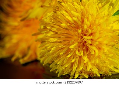 Dandelion Flowers. Native Americans Used The Plant For Food And Medicine. Dandelions Were Introduced To North America By The Mayflower For Their Medicinal Properties