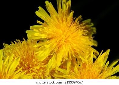 Dandelion Flowers. Native Americans Used The Plant For Food And Medicine. Dandelions Were Introduced To North America By The Mayflower For Their Medicinal Properties