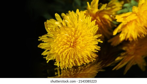 Dandelion Flowers. Native Americans Used The Plant For Food And Medicine. Dandelions Were Introduced To North America By The Mayflower For Their Medicinal Properties