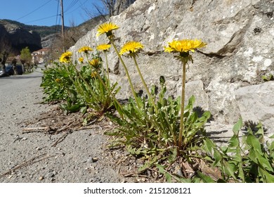 Dandelion flowers at the side of the road on a bridge in France