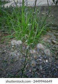 Dandelion flowers or tapak dandelions or Tataxacum are a large genus from the Asteraceae family. The name Randa Tapak itself generally refers to plants that have small flowers and can fly 
