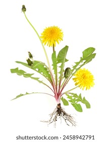 Dandelion flowers, taraxacum officinale - weed plant