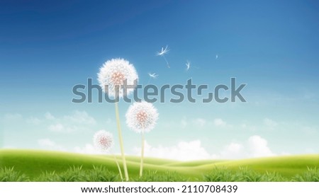 The dandelion flowers that convey spring and the spores flying over the clear blue sky are beautiful.
