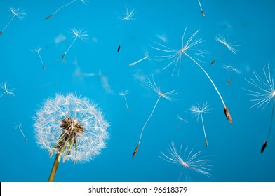 dandelion fluff from aircrafts in the sky