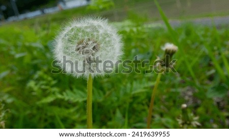 Dandelion fluff or no dandelion fluff.