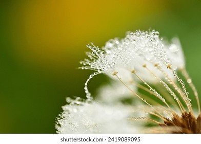 Dandelion fluff sparkling with morning dew - Powered by Shutterstock