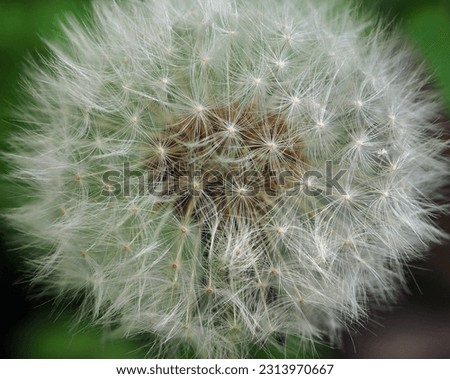 Dandelion, fluffy white inflorescence, close-up, macro photo. Summer nature, close-up on a blurry green background.
