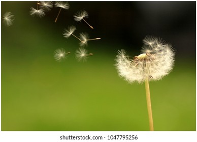 Dandelion with flying seeds