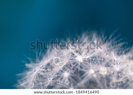 Dandelion fuzzies with dewdrops close up