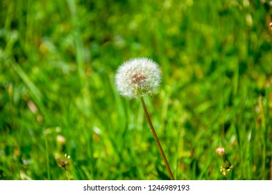 dandelion in grass