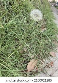 A Dandelion in the grass